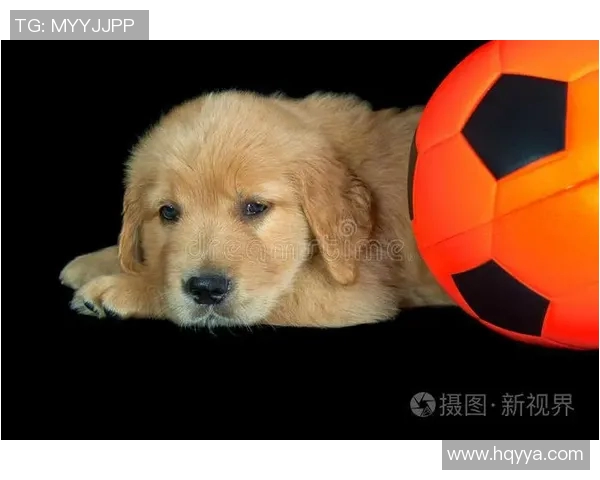 金毛犬陪伴下的足球明星生活揭秘与训练心得分享